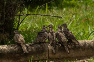 Five doves resting on a log in a lush green outdoor setting in Minas Gerais, Brazil.