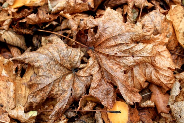 Detailed shot of fallen autumn leaves highlighting natural textures and colors.