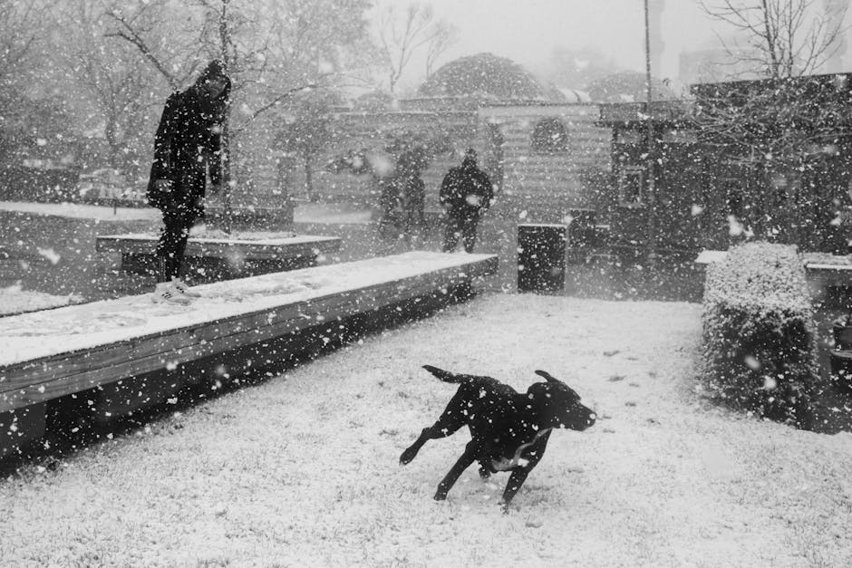 Black and white photo of people and dog playing in a snowy urban setting.