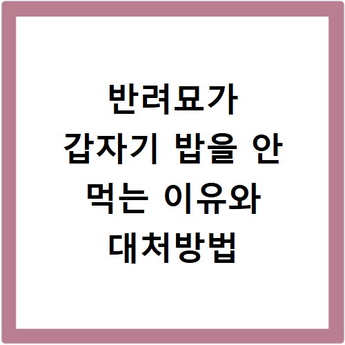 반려묘가 갑자기 밥을 안 먹는 이유와 대처방법